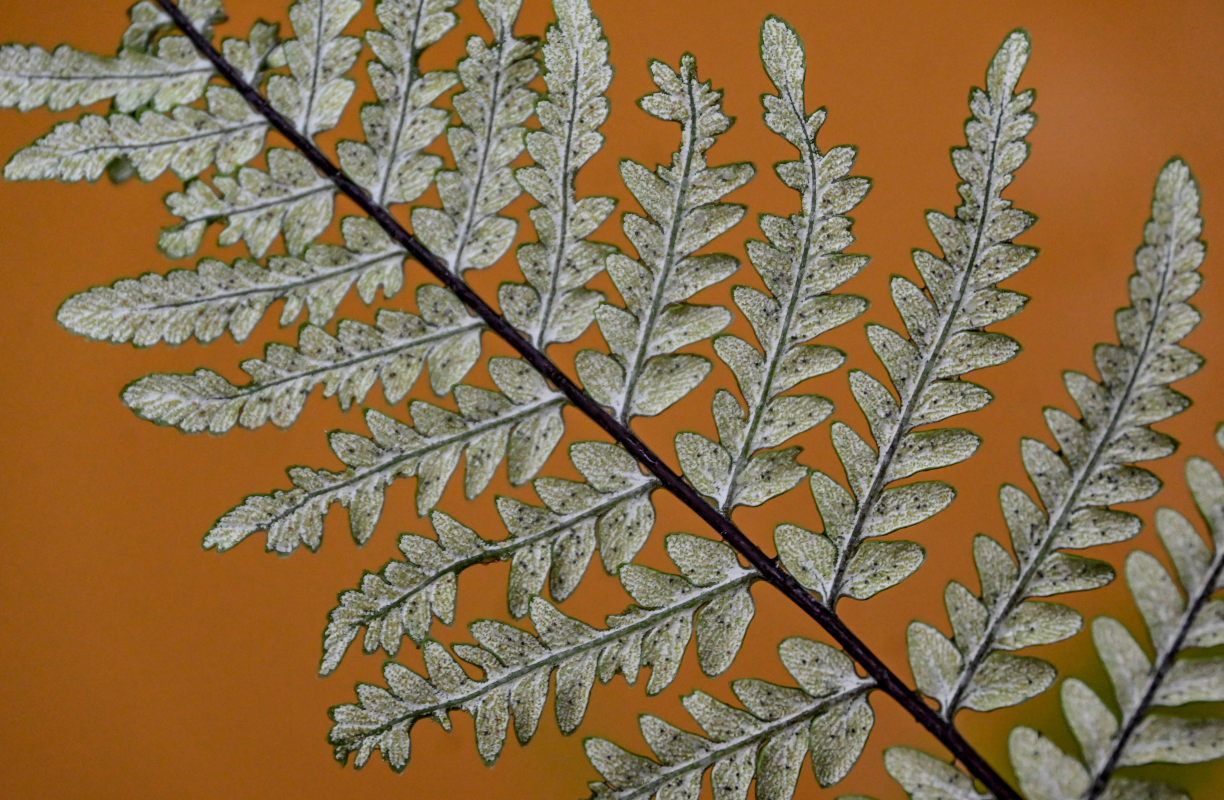 Image of Pityrogramma ebenea specimen.