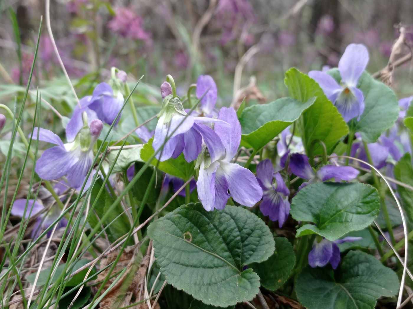 Изображение особи Viola odorata.