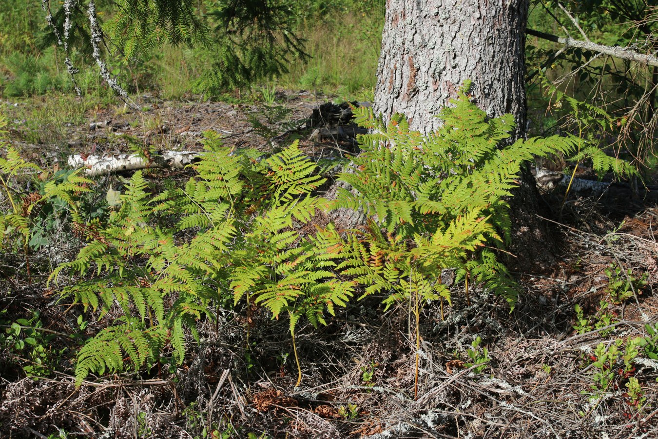 Image of Pteridium pinetorum specimen.