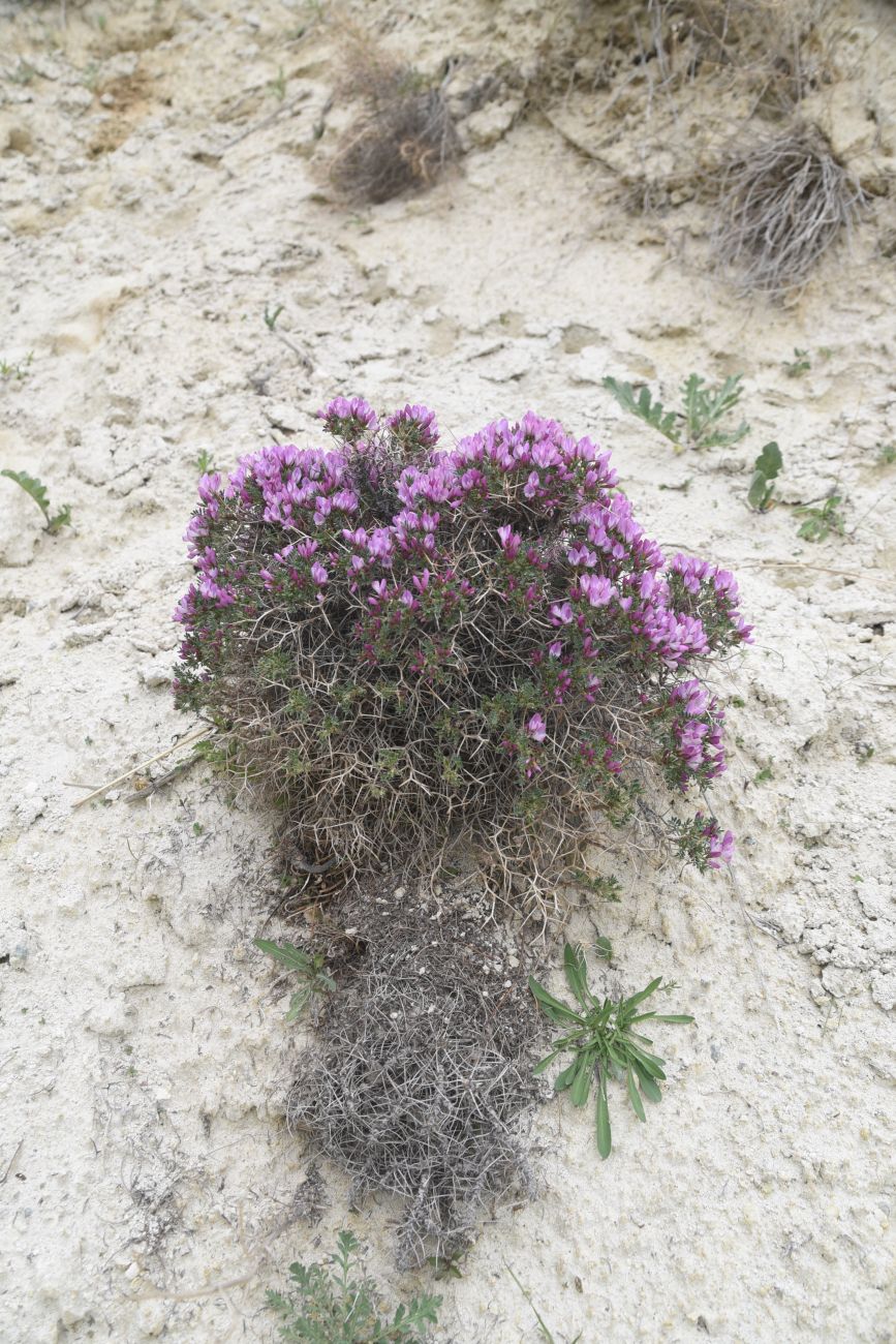 Image of Onobrychis cornuta specimen.