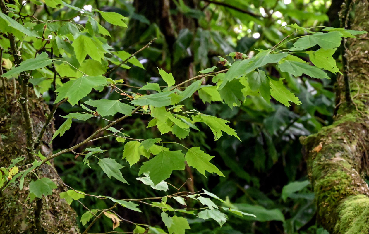 Изображение особи Platanus orientalis.