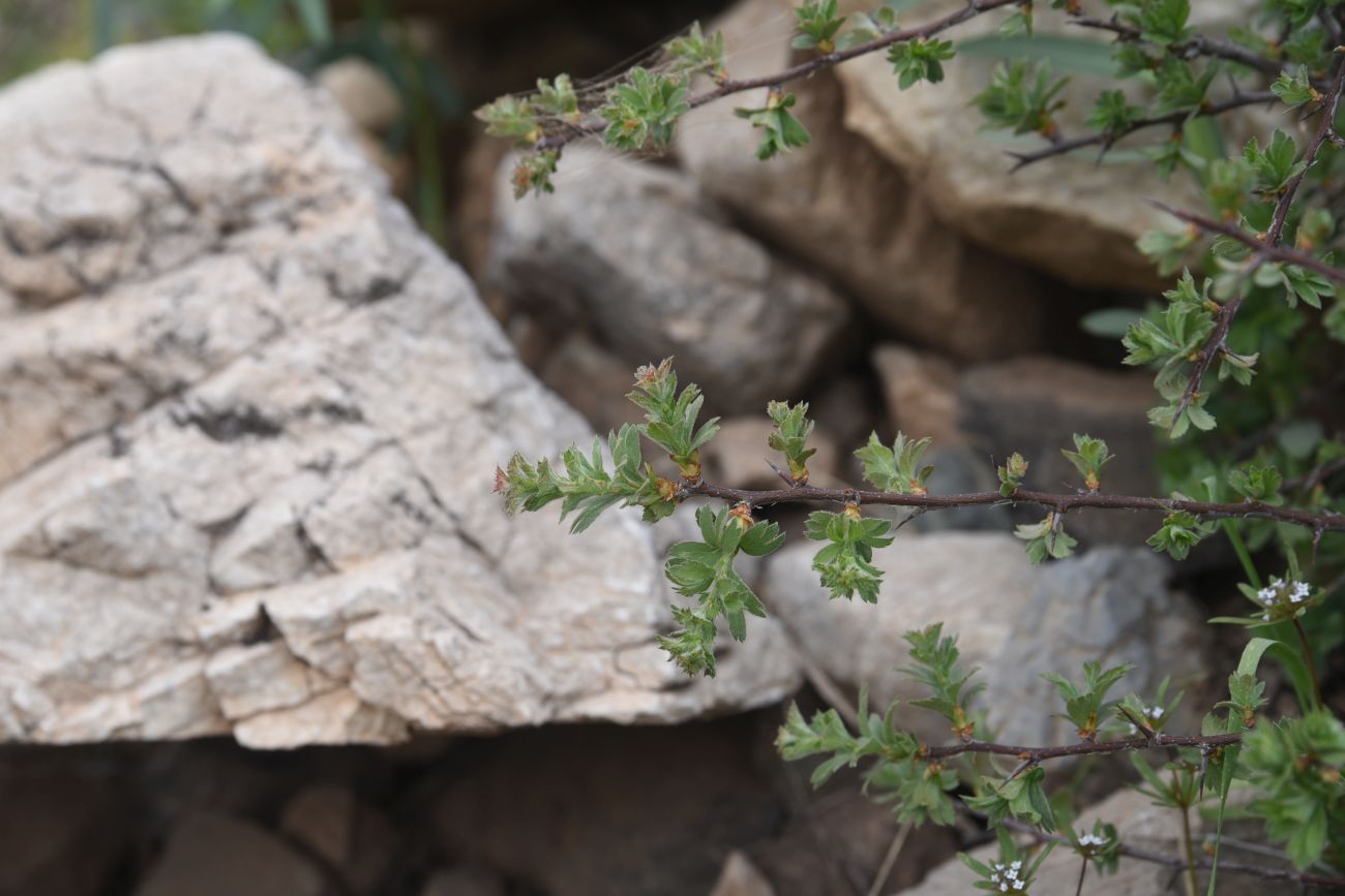 Изображение особи Неопознанный вид.