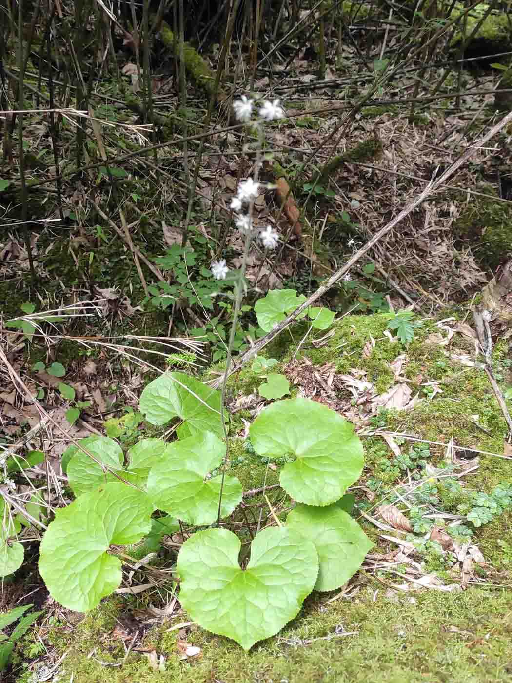 Image of Beesia calthifolia specimen.