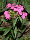 genus Dianthus. Верхушка побега с соцветием. Узбекистан, г. Ташкент, пос. Улугбек, частный двор, альпийская горка. 04.06.2016.
