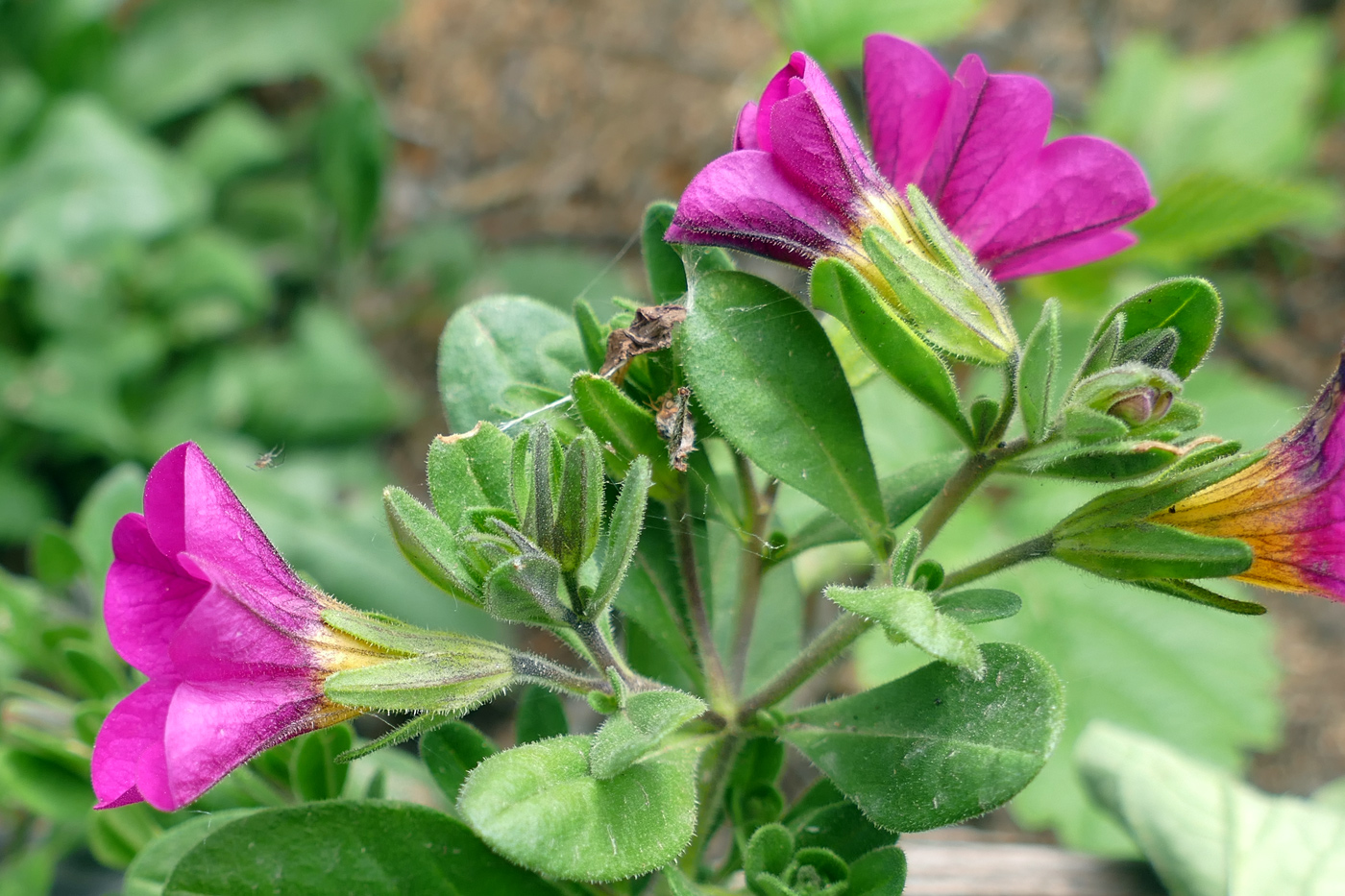 Изображение особи род Calibrachoa.