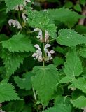 Lamium barbatum
