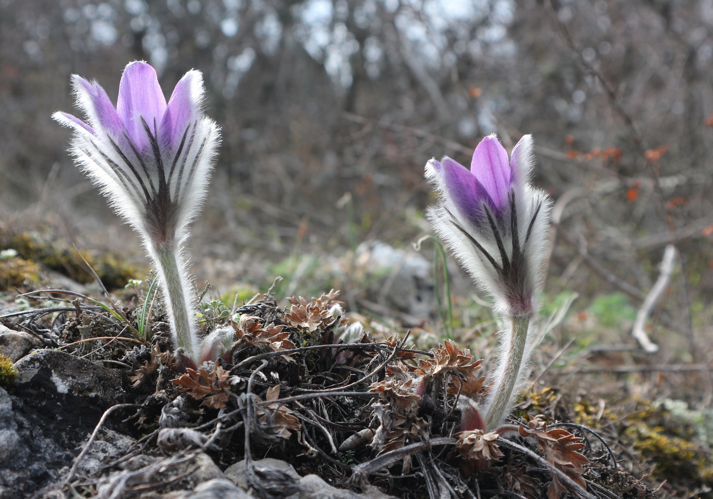 Изображение особи Pulsatilla taurica.
