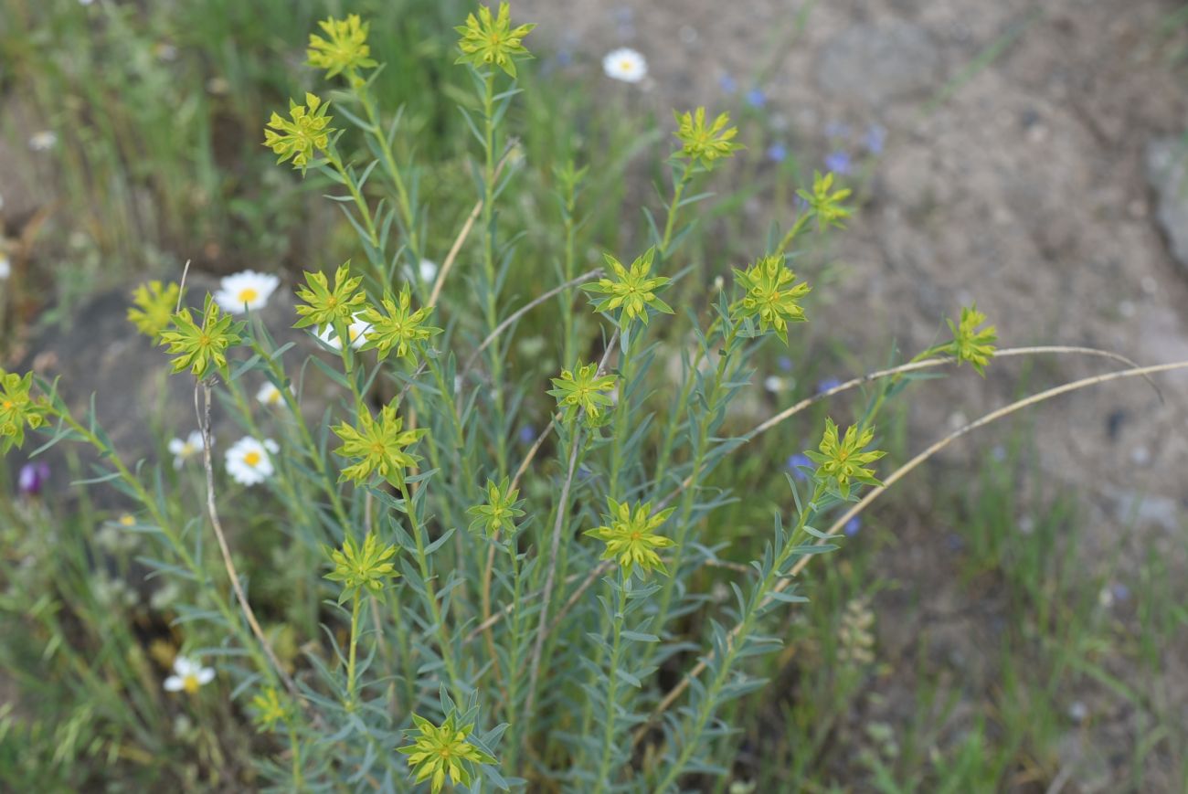 Image of genus Euphorbia specimen.