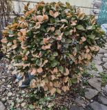 Euonymus japonicus. Растение с обмёрзшей и выгоревшей на солнце листвой. Волгоград, ул. Городовикова. 26.03.2026.