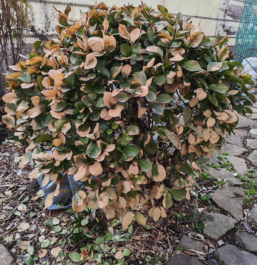 Изображение особи Euonymus japonicus.