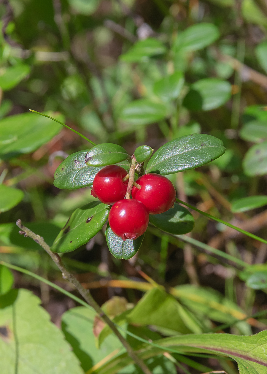 Изображение особи Vaccinium vitis-idaea.