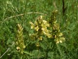 genus Pedicularis