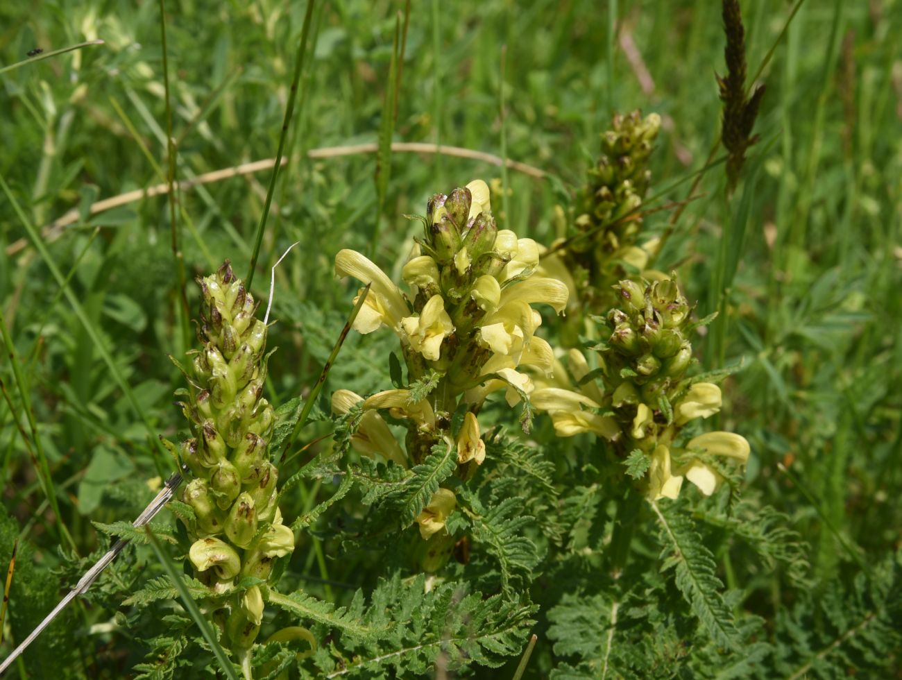 Image of genus Pedicularis specimen.