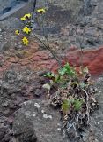 Sonchus ustulatus