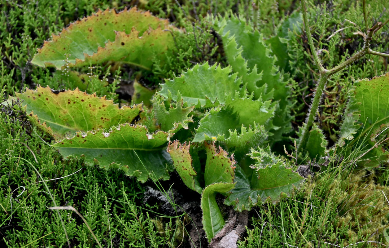 Image of Leontodon rigens specimen.