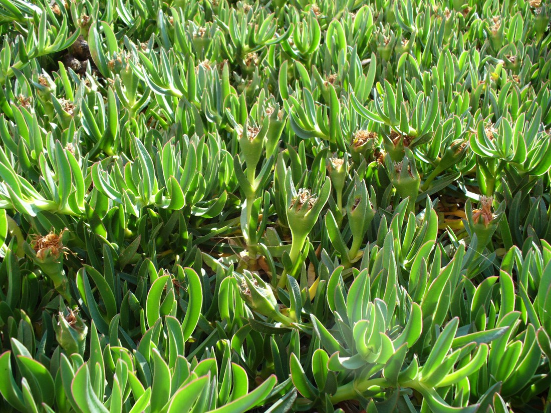 Изображение особи Carpobrotus edulis.