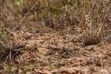Astragalus oxyglottis. Высохшее отплодоносившее растение с раскрывшимися плодами. Астраханская обл., Приволжский р-н, окр. пос. Кизань, западный склон бэровского бугра Кара-Тюбе. 31.05.2026.