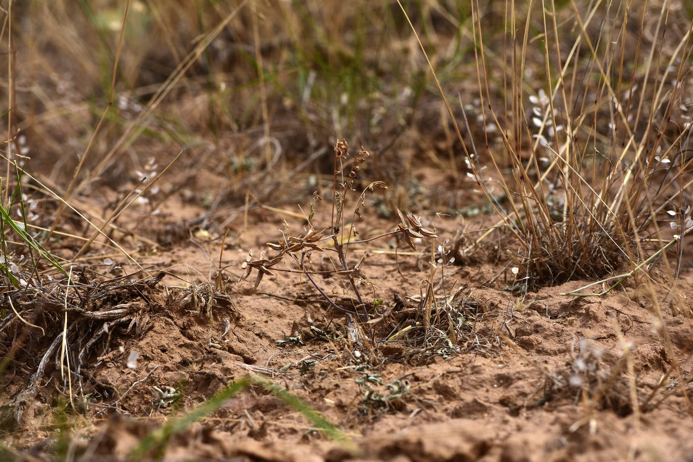 Image of Astragalus oxyglottis specimen.
