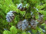 Picea rubens. Ветка с шишками. Ярославская обл., г. Переславль-Залесский, дендропарк им. Харитонова. Июнь 2026 г.