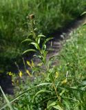 род Inula