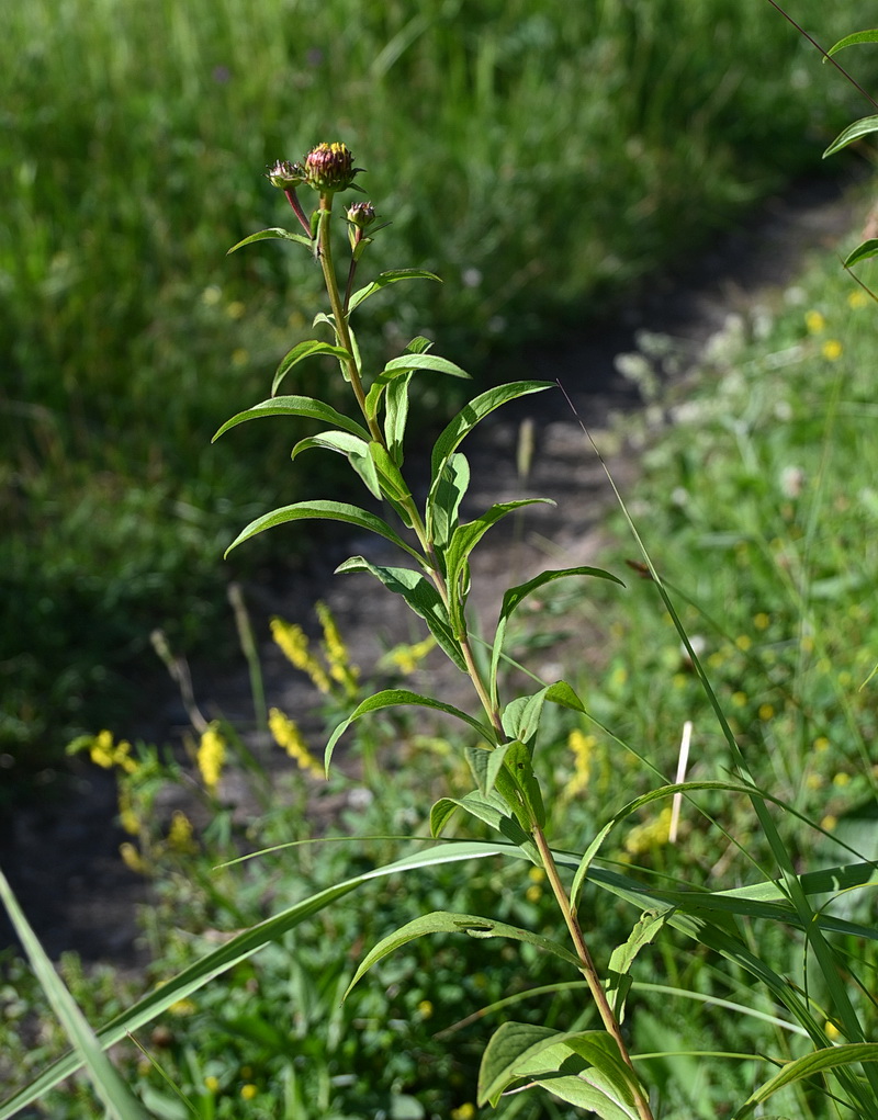 Изображение особи род Inula.