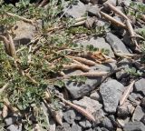 Image of taxon representative. Author is Павел Горбунов