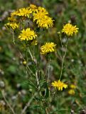 Hieracium umbellatum. Верхушки побегов с соцветиями. Московская обл., гор. округ Домодедово, низовья р. Пахра, луговой склон. 30.08.2026.