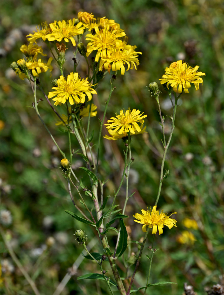 Image of Hieracium umbellatum specimen.