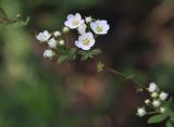 Spiraea × cinerea. Соцветия. Москва, Кузьминский парк, в озеленении. 10.05.2011.