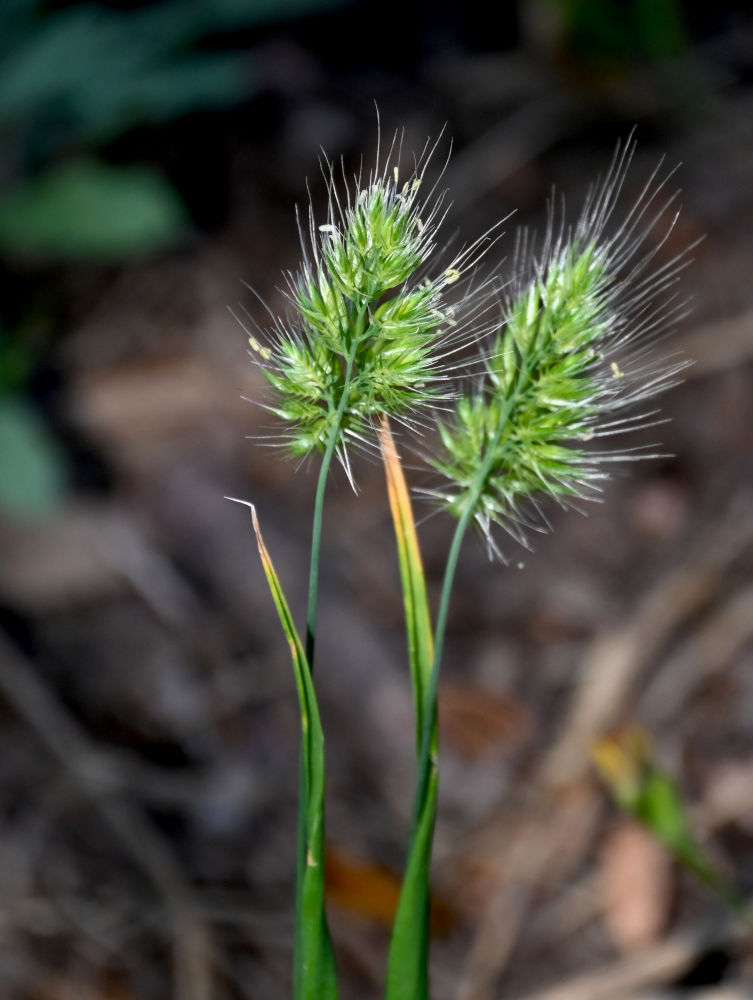 Image of Cynosurus echinatus specimen.