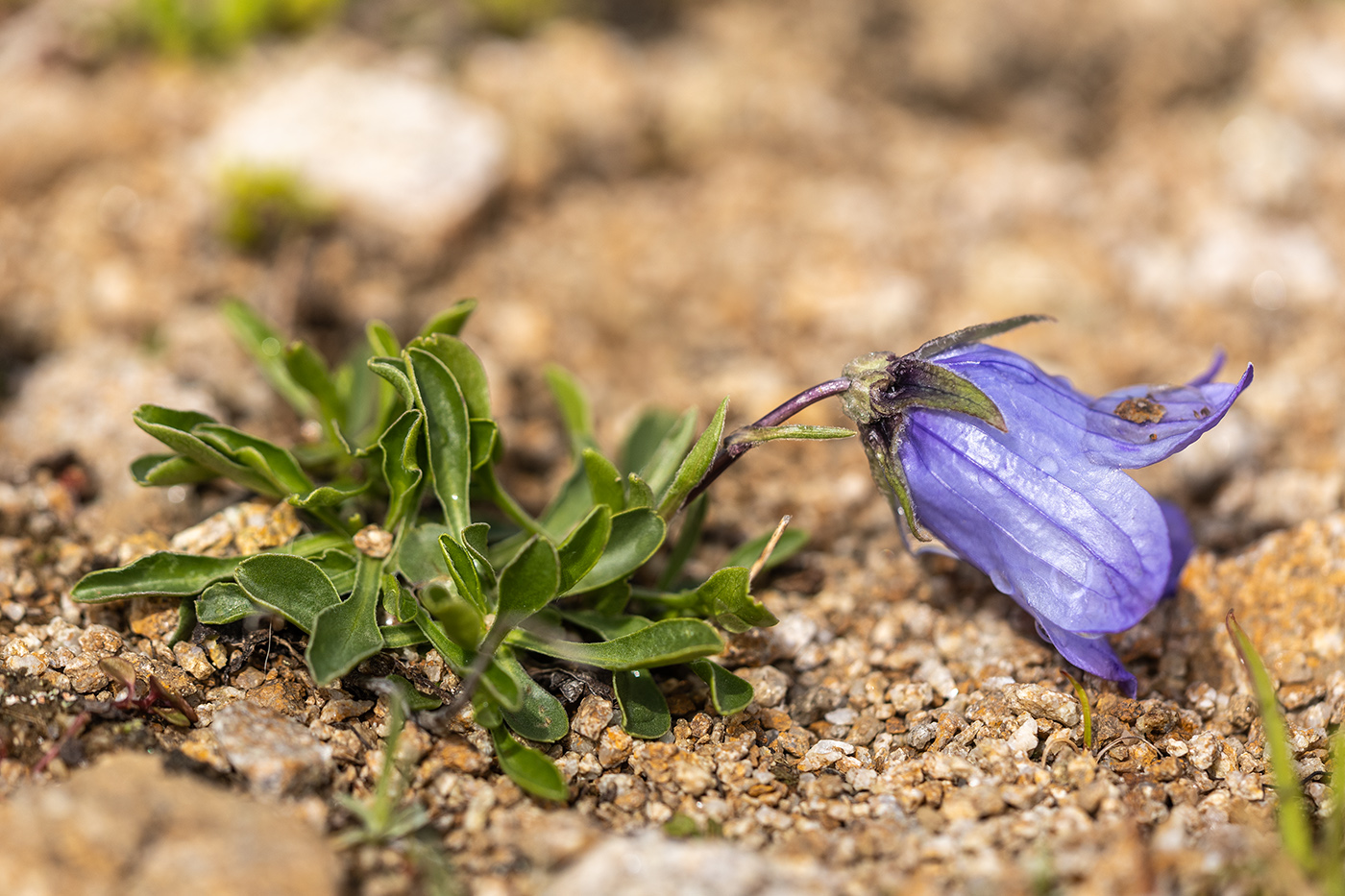 Image of Campanula tridentata specimen.