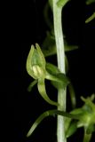 Platanthera tipuloides. Цветок. Сахалин, г. Южно-Сахалинск, западный макросклон Сусунайского хр., правый склон долины р. Уюновка, 203 м н.у.м., пихтово-каменноберезовый лес. 02.07.2025.