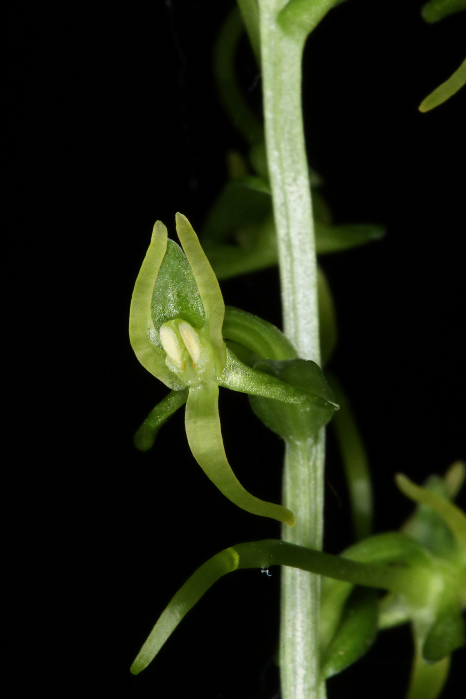 Image of Platanthera tipuloides specimen.