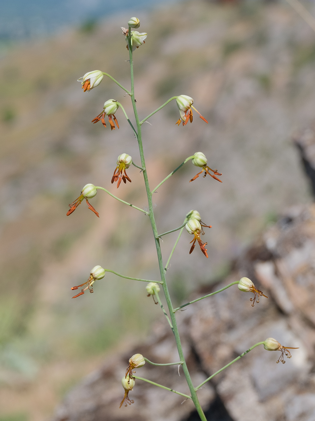 Изображение особи Eremurus soogdianus.