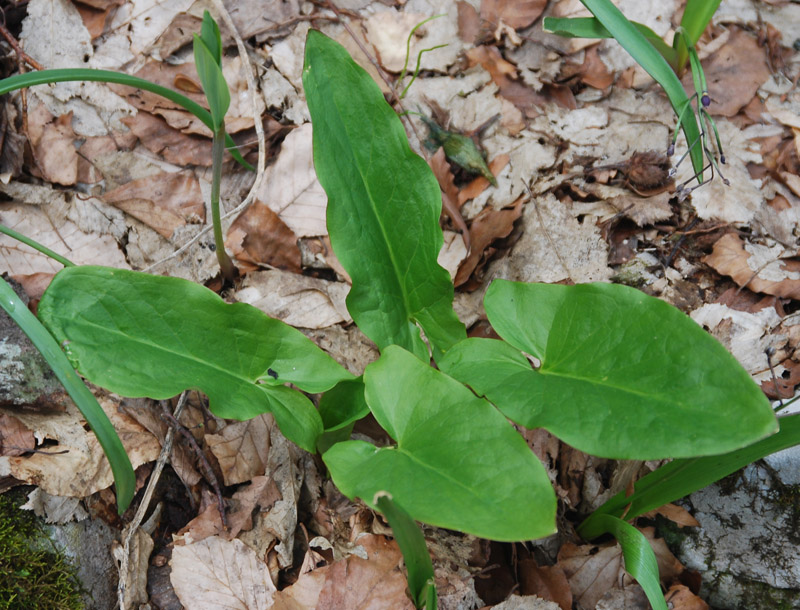 Image of genus Arum specimen.