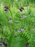 Vicia sepium