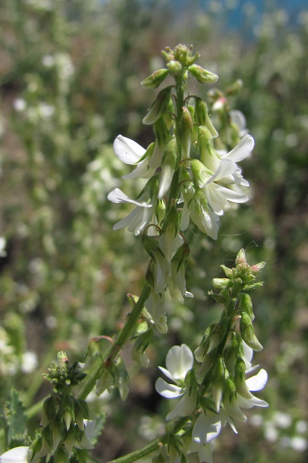 Изображение особи Melilotus tauricus.