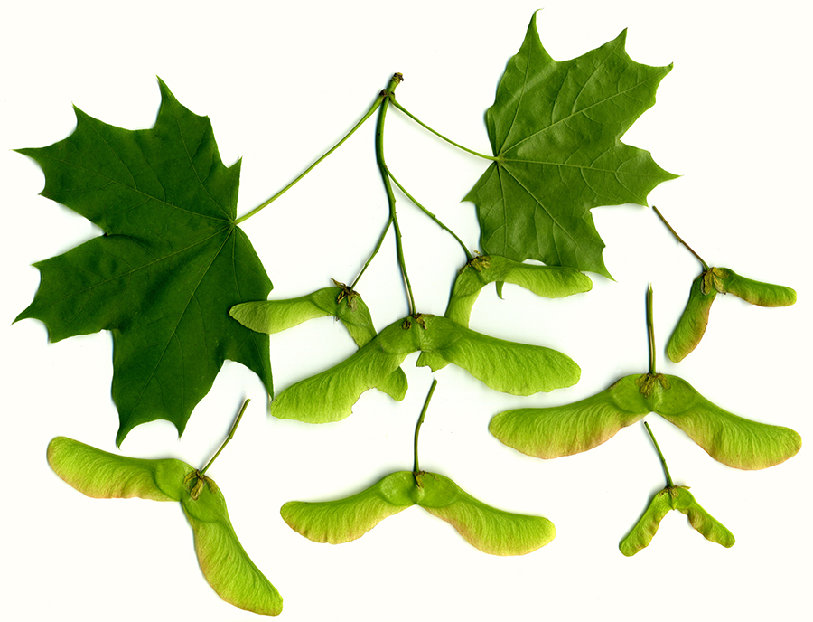 Image of Acer platanoides specimen.