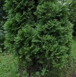 Thuja occidentalis