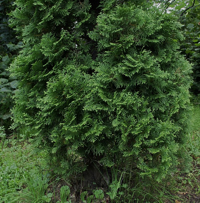 Image of Thuja occidentalis specimen.