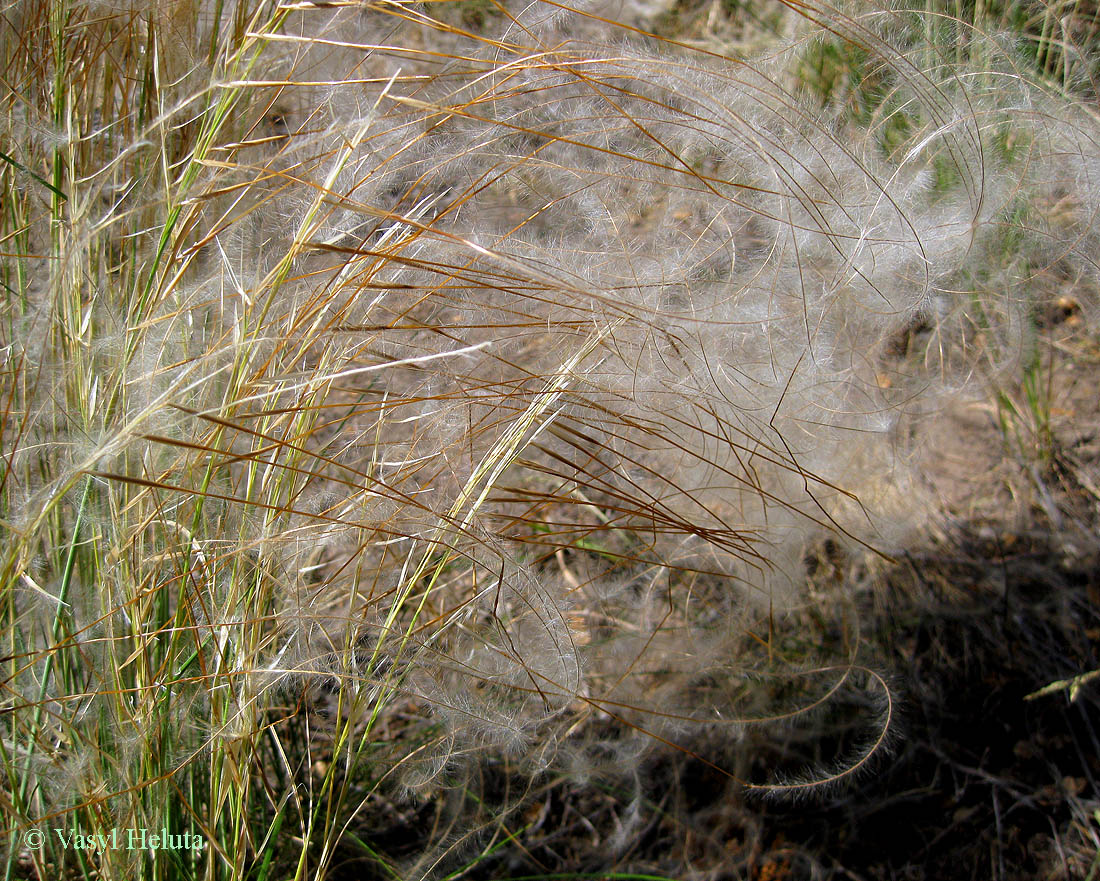 Image of Stipa borysthenica specimen.