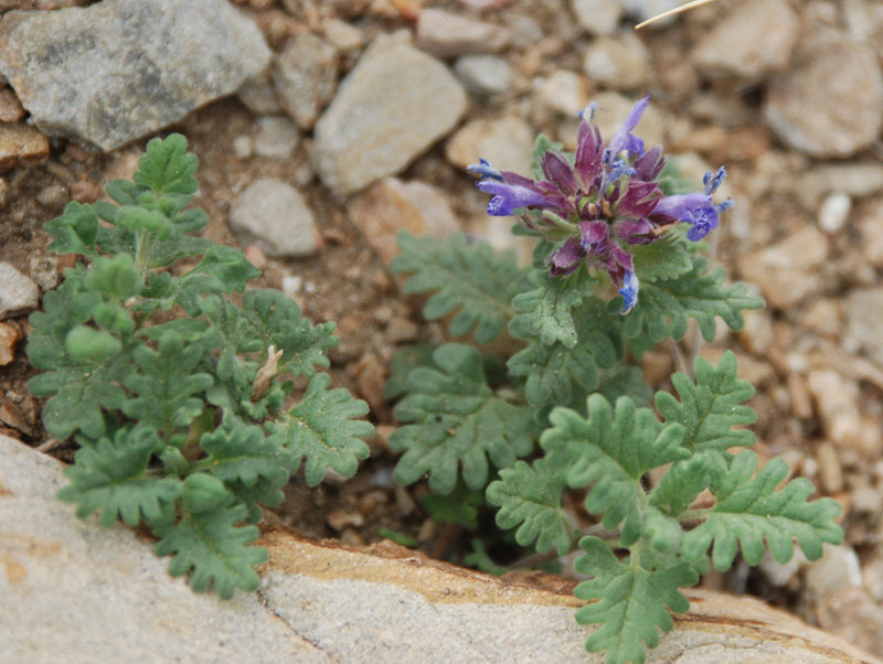 Изображение особи Dracocephalum pinnatum.