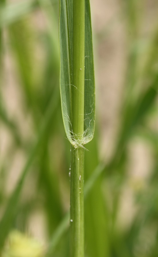 Image of Setaria pumila specimen.