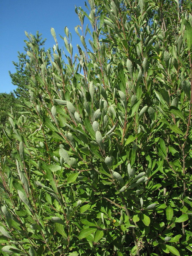 Image of Salix cinerea specimen.