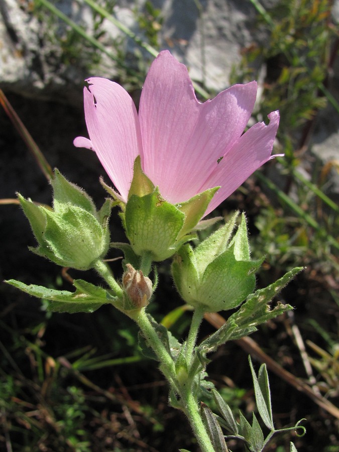 Image of Malva thuringiaca specimen.