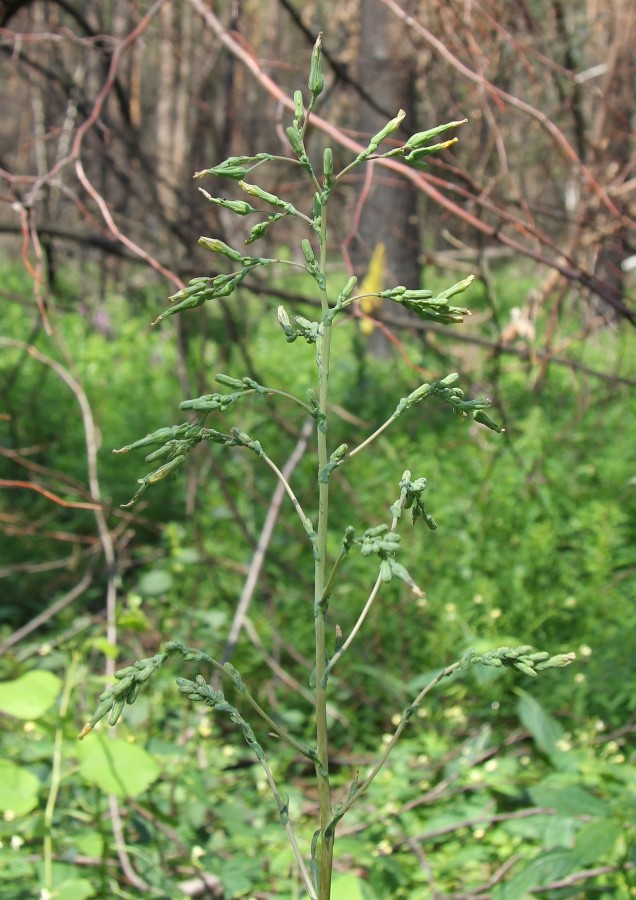 Изображение особи Lactuca serriola.