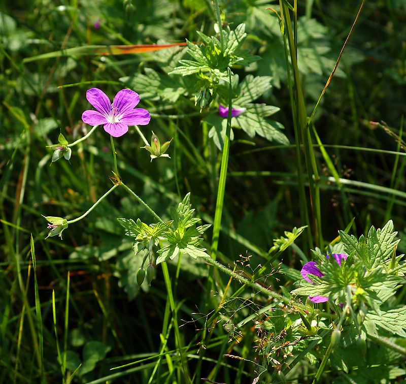 Изображение особи Geranium palustre.