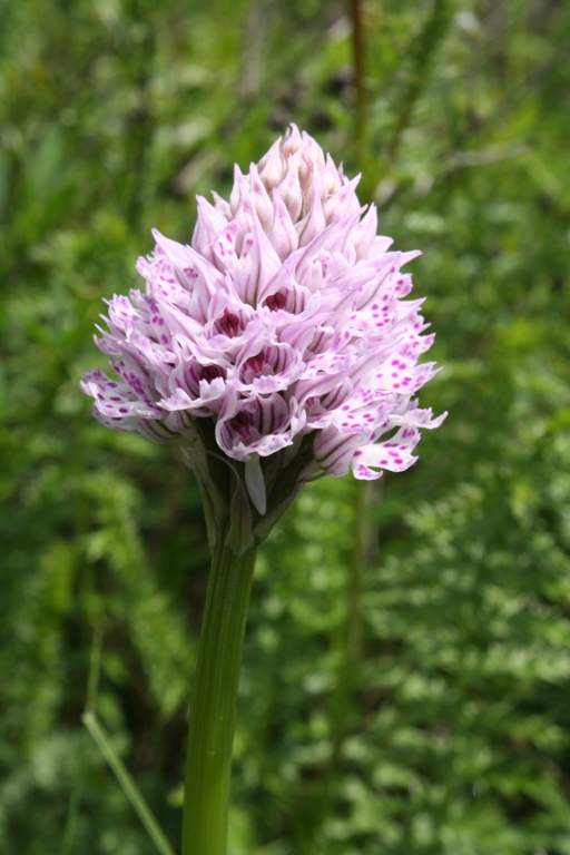 Image of Neotinea tridentata specimen.