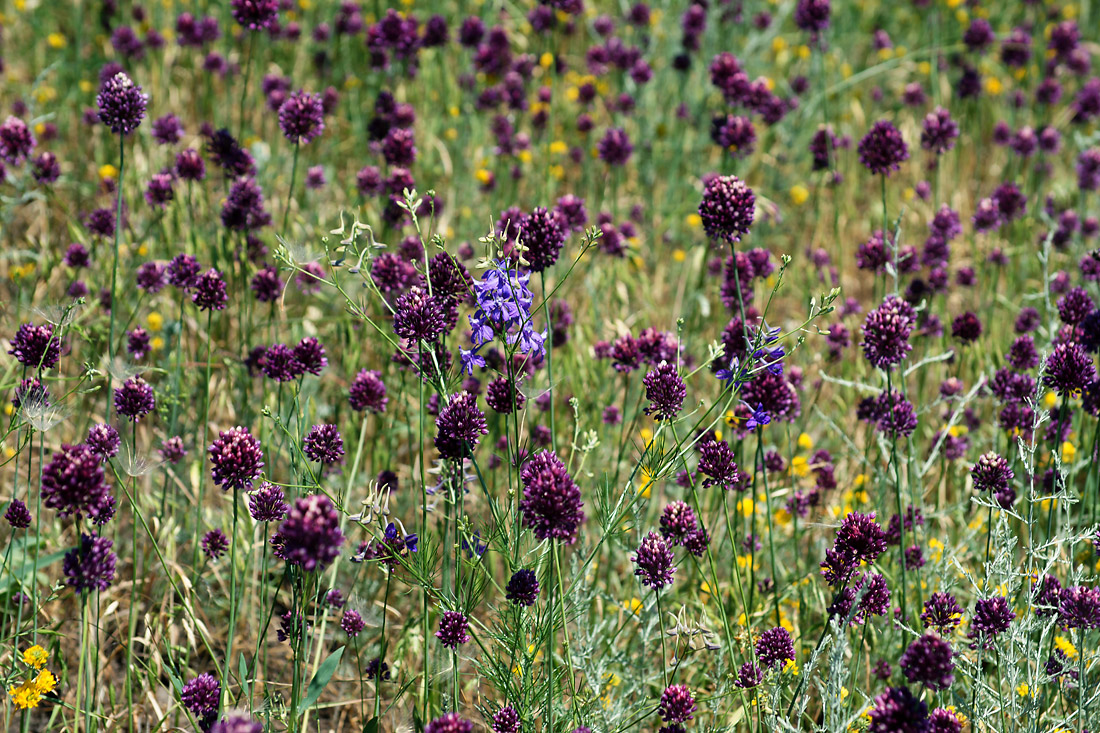 Изображение особи Allium rotundum.