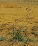 genus Elymus. Цветущее растение. Казахстан, Актюбинская обл., Иргизский р-н. 25.04.2011.